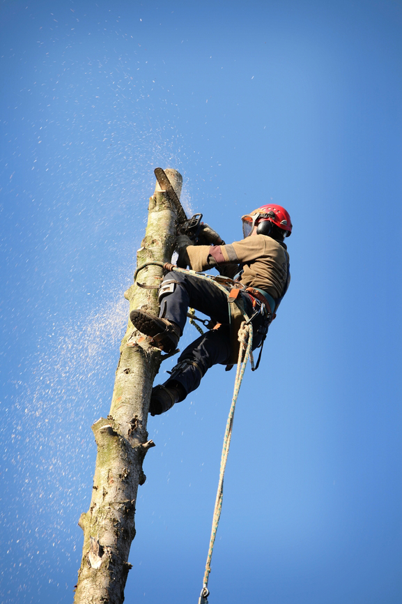 Why to hire an experienced tree service company
