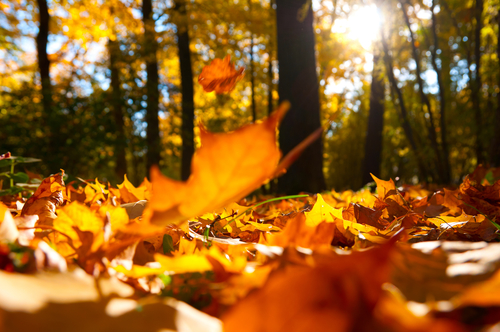 Keep Your Landscaping Beautiful with These Fall Tree Care Tips
