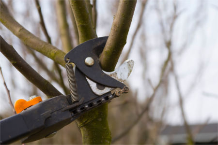 Benefits of professional tree trimming