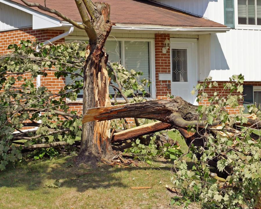 Fallen tree company removal