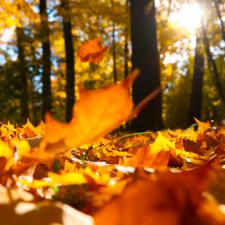 Keep Your Landscaping Beautiful with These Fall Tree Care Tips