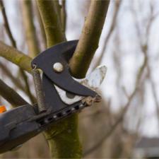 Professional Tree Trimming Benefits