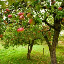 How-to Care for a Fruit-Bearing Tree
