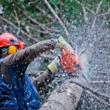 Leaning Tree Problems: Why You Need to Have These Trees Removed ASAP
