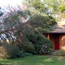 What Problems Can Dying Trees Cause for Your Northeast Ohio Home?