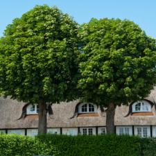 Benefits of Having Trees on Your Property