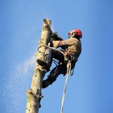 Important Reasons to Leave Your Tree Care in the Hands of an Experienced Company