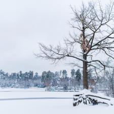 Winter Tree Care