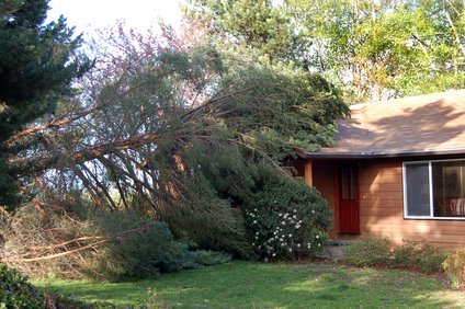 Tree fallen on house