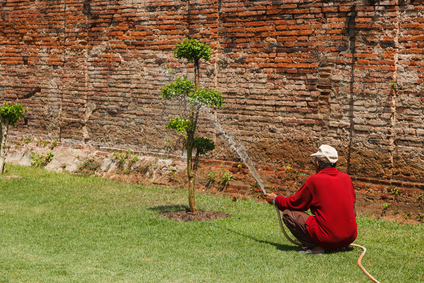 Tree watering