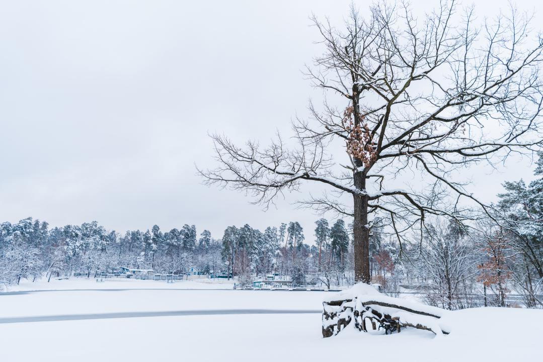 Winter tree care