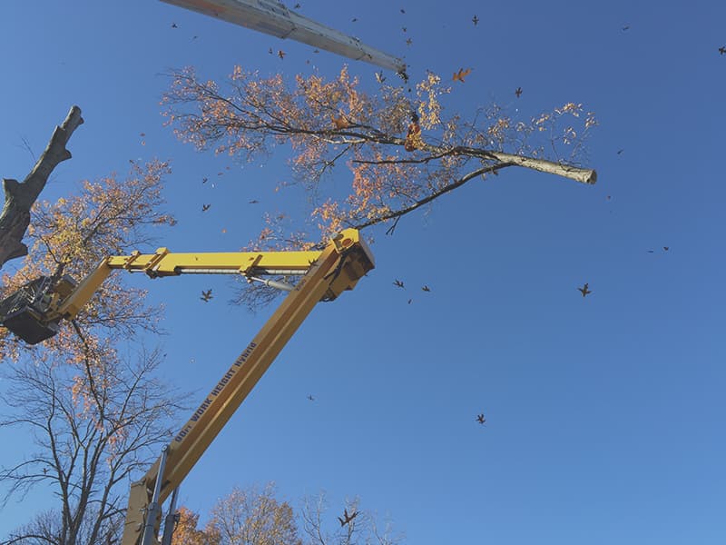 Tree removal