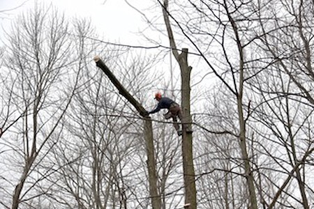 What Really Happens During a Professional Tree Removal? A Step-by-Step Breakdown
