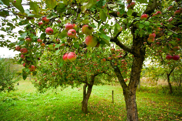 How-to Care for a Fruit-Bearing Tree