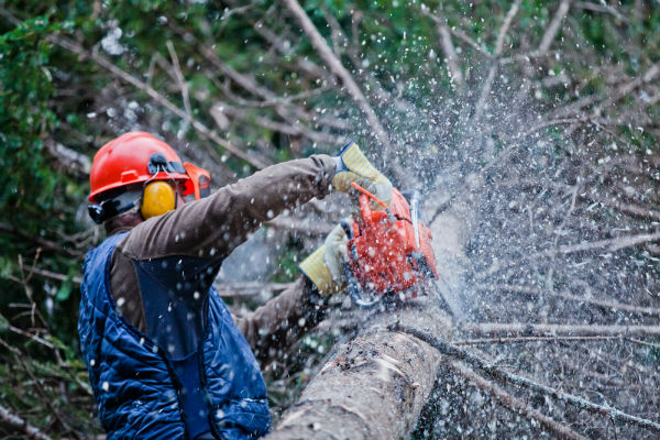 Leaning Tree Problems: Why You Need to Have These Trees Removed ASAP