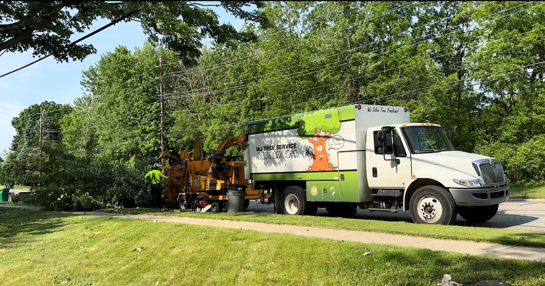 Tree Trimming in Mentor, Ohio