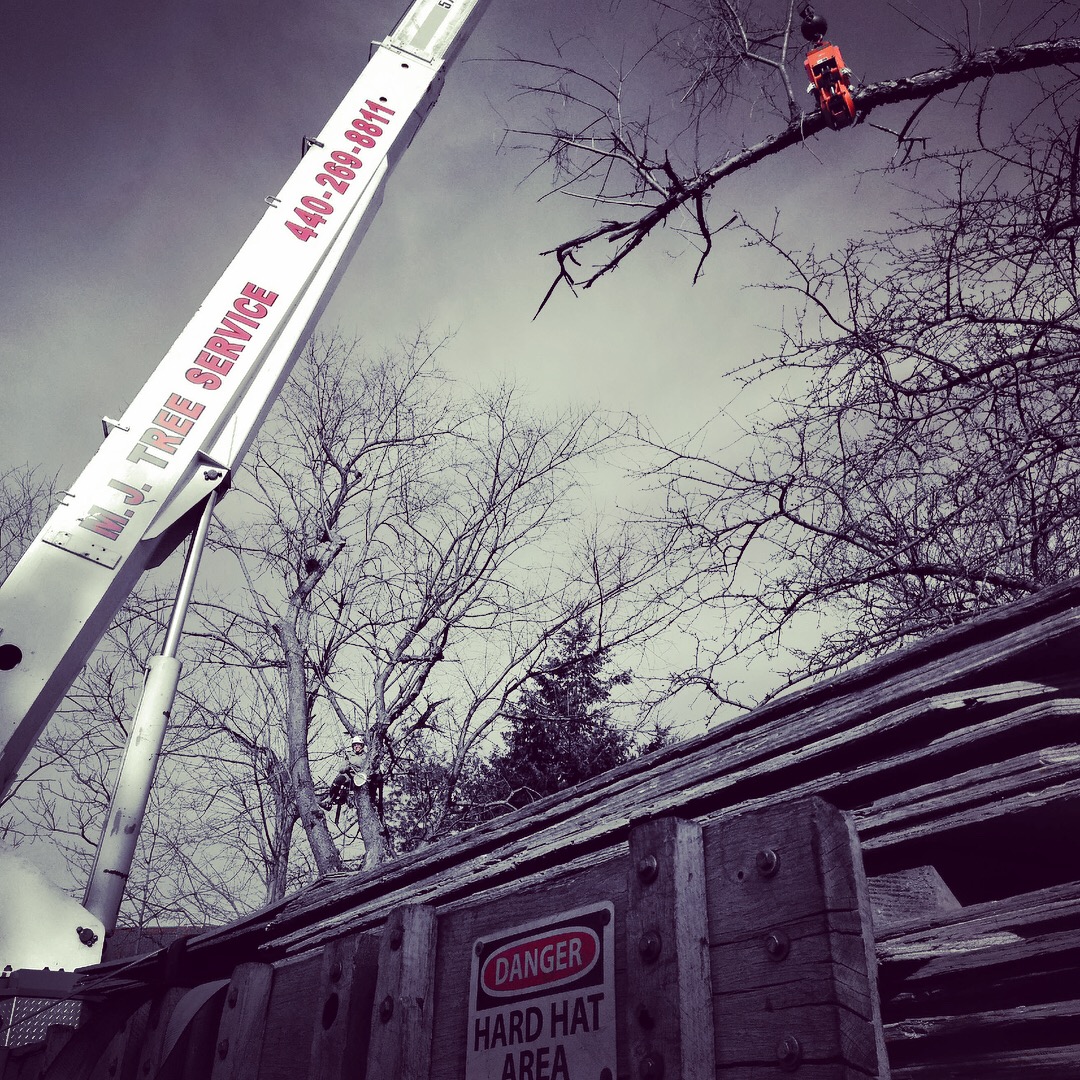 Trimming Trees in Cleveland