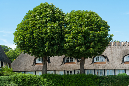 Benefits of Having Trees on Your Property